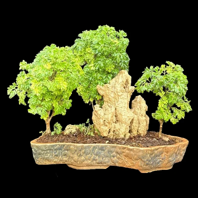 ARALIA